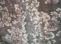 Isaac S BONNEY - Grave