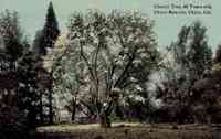 Chico, California, USA - Cherry Tree, 60 years old, Chico Rancho, Chico, Cal. (1915)