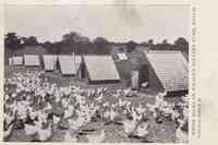 Hollis, New Hampshire, USA - White Rocks on Wilson's Poultry Farm