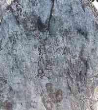 Susanna HOWLAND - Grave