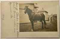 Morristown, Vermont, USA - A horse in Morrisville, Vt., 1906