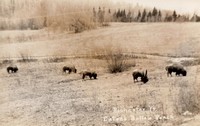 Rochester, Vermont, USA - Eaton's Buffalo Ranch