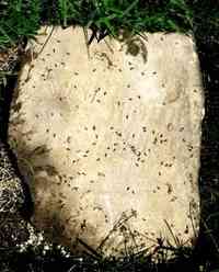 Sarah Ann STARK - Grave