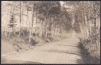 Waldo, Maine, USA - Birch trees along a road in Waldo, Maine